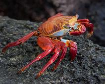 Sally Lightfoot Crab   Puerto Ayora, Sally Lightfoot crab : Puerto Ayora, Sally Lightfoot crab