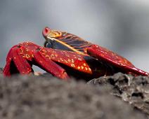 Sally Lightfoot Crab   Puerto Ayora, Sally Lightfoot crab : Puerto Ayora, Sally Lightfoot crab