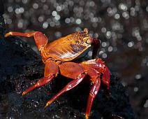 Sally Lightfoot Crab   Puerto Ayora, Sally Lightfoot crab : Puerto Ayora, Sally Lightfoot crab