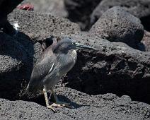Lava hegre   Lava Heron (Butorides sundevalli), Puerto Ayora : Lava Heron (Butorides sundevalli), Puerto Ayora
