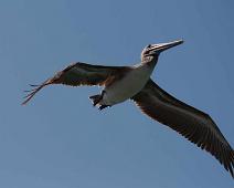 Pelikan   Pelican, Puerto Ayora : Pelican, Puerto Ayora