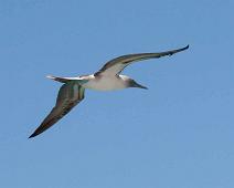 Blåfot sule   Blue-footed booby (Sula nebouxii), Puerto Ayora : Blue-footed booby (Sula nebouxii), Puerto Ayora