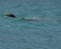 Sjøløve   Fur seal, Puerto Ayora : Fur seal, Puerto Ayora