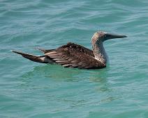 Blåfot sule   Blue-footed booby (Sula nebouxii), Puerto Ayora : Blue-footed booby (Sula nebouxii), Puerto Ayora