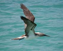 Blåfot sule   Blue-footed booby (Sula nebouxii), Puerto Ayora : Blue-footed booby (Sula nebouxii), Puerto Ayora