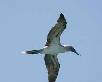 Blåfot sule   Blue-footed booby (Sula nebouxii), Puerto Ayora : Blue-footed booby (Sula nebouxii), Puerto Ayora