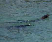 Sjøløve   Puerto Ayora, Sea lion : Puerto Ayora, Sea lion