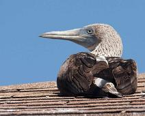 Blåfot sule   Blue-footed booby (Sula nebouxii), Puerto Ayora : Blue-footed booby (Sula nebouxii), Puerto Ayora