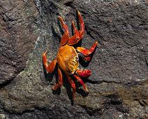 Sally Lightfoot Crab   Puerto Ayora, Sally Lightfoot crab : Puerto Ayora, Sally Lightfoot crab