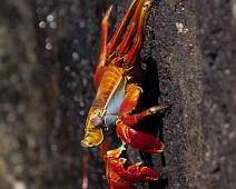 Sally Lightfoot Crab   Puerto Ayora, Sally Lightfoot crab : Puerto Ayora, Sally Lightfoot crab