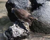 Lava hegre   Lava Heron (Butorides sundevalli), Puerto Ayora : Lava Heron (Butorides sundevalli), Puerto Ayora