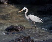 Blåhegre   Little blue heron (Egretta caerulea), Puerto Ayora : Little blue heron (Egretta caerulea), Puerto Ayora