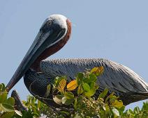 Brun pelican   Brown Pelican (Pelecanus occidentalis), Puerto Ayora : Brown Pelican (Pelecanus occidentalis), Puerto Ayora