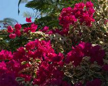 Bougainvilla   Puerto Ayora : Puerto Ayora