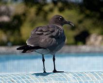 Lava måke   Lava Gull (Leucophaeus fuliginosus), Puerto Ayora : Lava Gull (Leucophaeus fuliginosus), Puerto Ayora