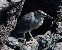 Lava hegre   Lava Heron (Butorides sundevalli), Puerto Ayora : Lava Heron (Butorides sundevalli), Puerto Ayora