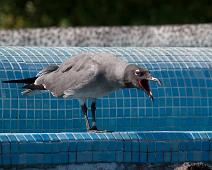 Lava måke   Lava Gull (Leucophaeus fuliginosus), Puerto Ayora : Lava Gull (Leucophaeus fuliginosus), Puerto Ayora
