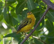 Gul Parula   Puerto Ayora, Yellow Warbler [Gul parula] (Dendroica petechia) : Puerto Ayora, Yellow Warbler [Gul parula] (Dendroica petechia)