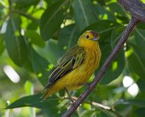 Gul Parula   Puerto Ayora, Yellow Warbler [Gul parula] (Dendroica petechia) : Puerto Ayora, Yellow Warbler [Gul parula] (Dendroica petechia)