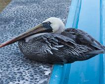 Brun Pelikan   Brown Pelican (Pelecanus occidentalis), Puerto Ayora : Brown Pelican (Pelecanus occidentalis), Puerto Ayora