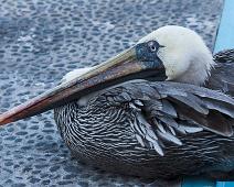 Brun pelican   Brown Pelican (Pelecanus occidentalis), Puerto Ayora : Brown Pelican (Pelecanus occidentalis), Puerto Ayora