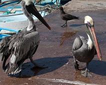 Brun pelican   Brown Pelican (Pelecanus occidentalis), Puerto Ayora : Brown Pelican (Pelecanus occidentalis), Puerto Ayora