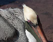 Brun pelican   Brown Pelican (Pelecanus occidentalis), Puerto Ayora : Brown Pelican (Pelecanus occidentalis), Puerto Ayora