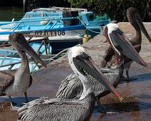 Brun pelican   Brown Pelican (Pelecanus occidentalis), Puerto Ayora : Brown Pelican (Pelecanus occidentalis), Puerto Ayora