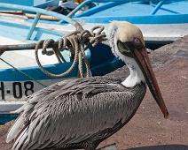 Brun pelican   Brown Pelican (Pelecanus occidentalis), Puerto Ayora : Brown Pelican (Pelecanus occidentalis), Puerto Ayora