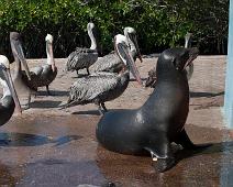 Sjøløve og pelikaner   Puerto Ayora, Sea lion : Puerto Ayora, Sea lion