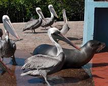 Brun pelican   Brown Pelican (Pelecanus occidentalis), Puerto Ayora : Brown Pelican (Pelecanus occidentalis), Puerto Ayora