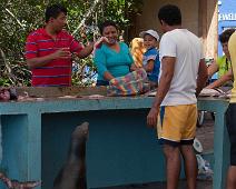 Fiskemarked   Puerto Ayora, Sea lion : Puerto Ayora, Sea lion