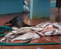 Fiskemarked   Puerto Ayora, Sea lion : Puerto Ayora, Sea lion