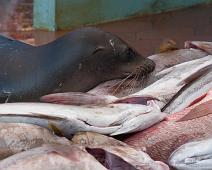 Fiskemarked   Puerto Ayora, Sea lion : Puerto Ayora, Sea lion