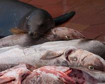 Fiskemarked   Puerto Ayora : Puerto Ayora