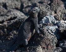 Haviguan   Cerro Dragon, Haviguan, Santa Cruz Island : Cerro Dragon, Haviguan, Santa Cruz Island