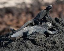 Haviguan   Cerro Dragon, Haviguan, Santa Cruz Island : Cerro Dragon, Haviguan, Santa Cruz Island