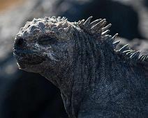 Haviguan   Cerro Dragon, Haviguan, Santa Cruz Island : Cerro Dragon, Haviguan, Santa Cruz Island