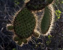 Kaktus   Cerro Dragon, Santa Cruz Island : Cerro Dragon, Santa Cruz Island