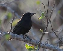 Kaktus fink   Cerro Dragon, Common Cactus Finch, Santa Cruz Island : Cerro Dragon, Common Cactus Finch, Santa Cruz Island