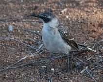 Spottefugl   Cerro Dragon, Galápagos Mockingbird (Nesomimus parvulus), Santa Cruz Island : Cerro Dragon, Galápagos Mockingbird (Nesomimus parvulus), Santa Cruz Island