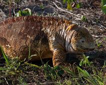 Land iguan   Cerro Dragon, Galapagos Land Iguan, Santa Cruz Island : Cerro Dragon, Galapagos Land Iguan, Santa Cruz Island