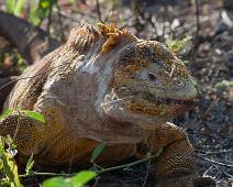 Land iguan   Cerro Dragon, Galapagos Land Iguan, Santa Cruz Island : Cerro Dragon, Galapagos Land Iguan, Santa Cruz Island