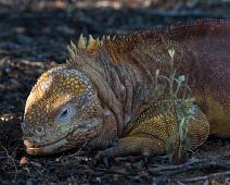 Land iguan   Cerro Dragon, Galapagos Land Iguan, Santa Cruz Island : Cerro Dragon, Galapagos Land Iguan, Santa Cruz Island