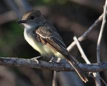 Fluesnapper   Cerro Dragon, Galapagos Flycatcher (Myiarchus magnirostris), Santa Cruz Island : Cerro Dragon, Galapagos Flycatcher (Myiarchus magnirostris), Santa Cruz Island