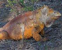 Land iguan   Cerro Dragon, Galapagos Land Iguan, Santa Cruz Island : Cerro Dragon, Galapagos Land Iguan, Santa Cruz Island