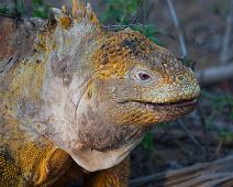 Land iguan   Cerro Dragon, Galapagos Land Iguan, Santa Cruz Island : Cerro Dragon, Galapagos Land Iguan, Santa Cruz Island