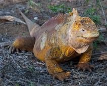 Land iguan   Cerro Dragon, Galapagos Land Iguan, Santa Cruz Island : Cerro Dragon, Galapagos Land Iguan, Santa Cruz Island