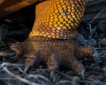 Land iguan   Cerro Dragon, Galapagos Land Iguan, Santa Cruz Island : Cerro Dragon, Galapagos Land Iguan, Santa Cruz Island