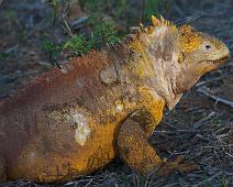 Land iguan   Cerro Dragon, Galapagos Land Iguan, Santa Cruz Island : Cerro Dragon, Galapagos Land Iguan, Santa Cruz Island